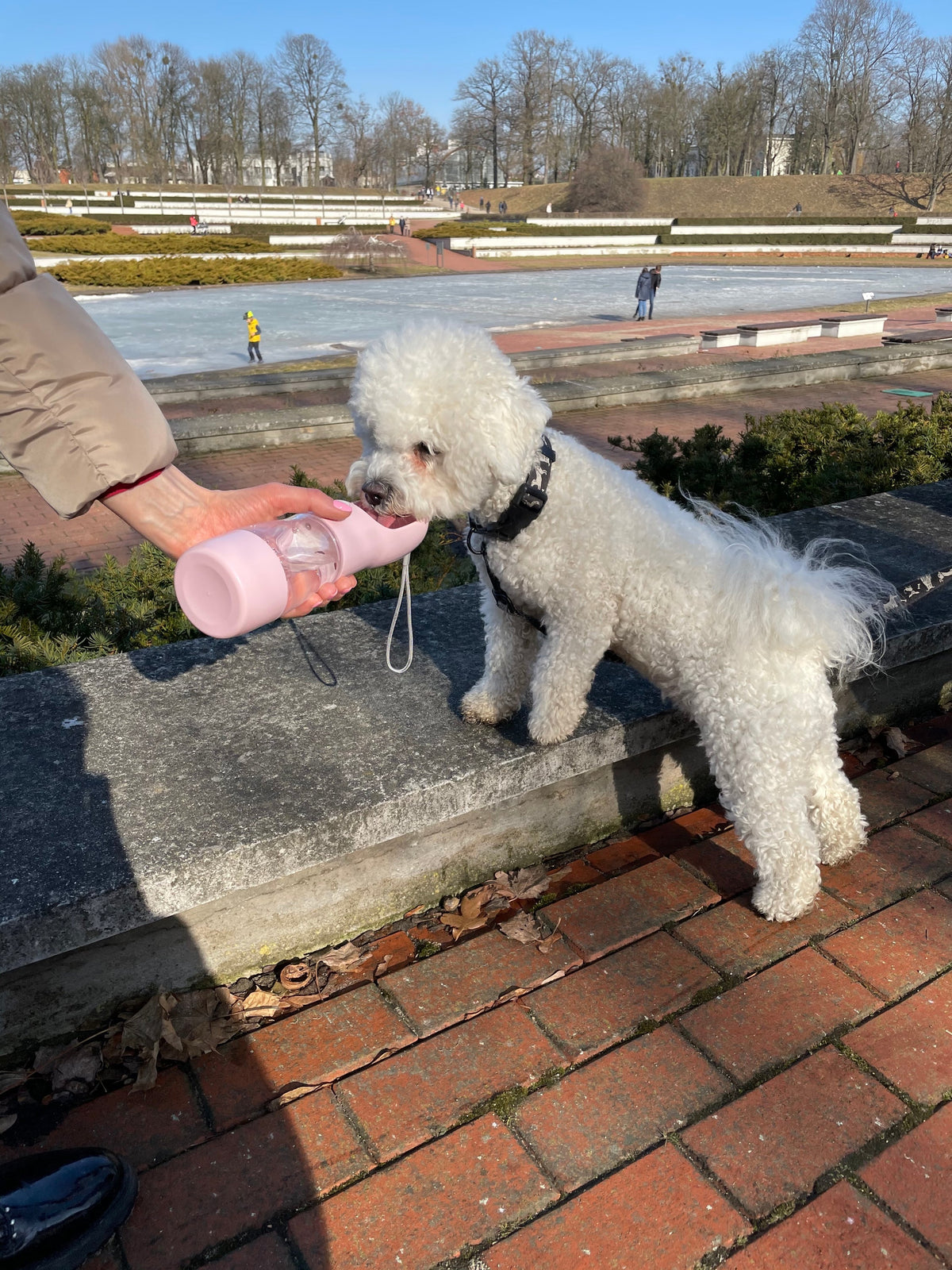 Portable Pet Food & Water Bottle Teal Winterberry, pink bottle feeding a white poodle outdoors