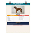 Dog Skin Allergy Guide Poster