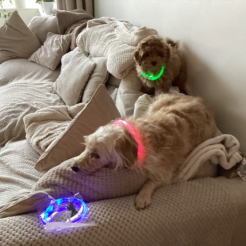 3-Mode LED Dog Collar USB Rechargeable glow necklace in pink and green on two dogs