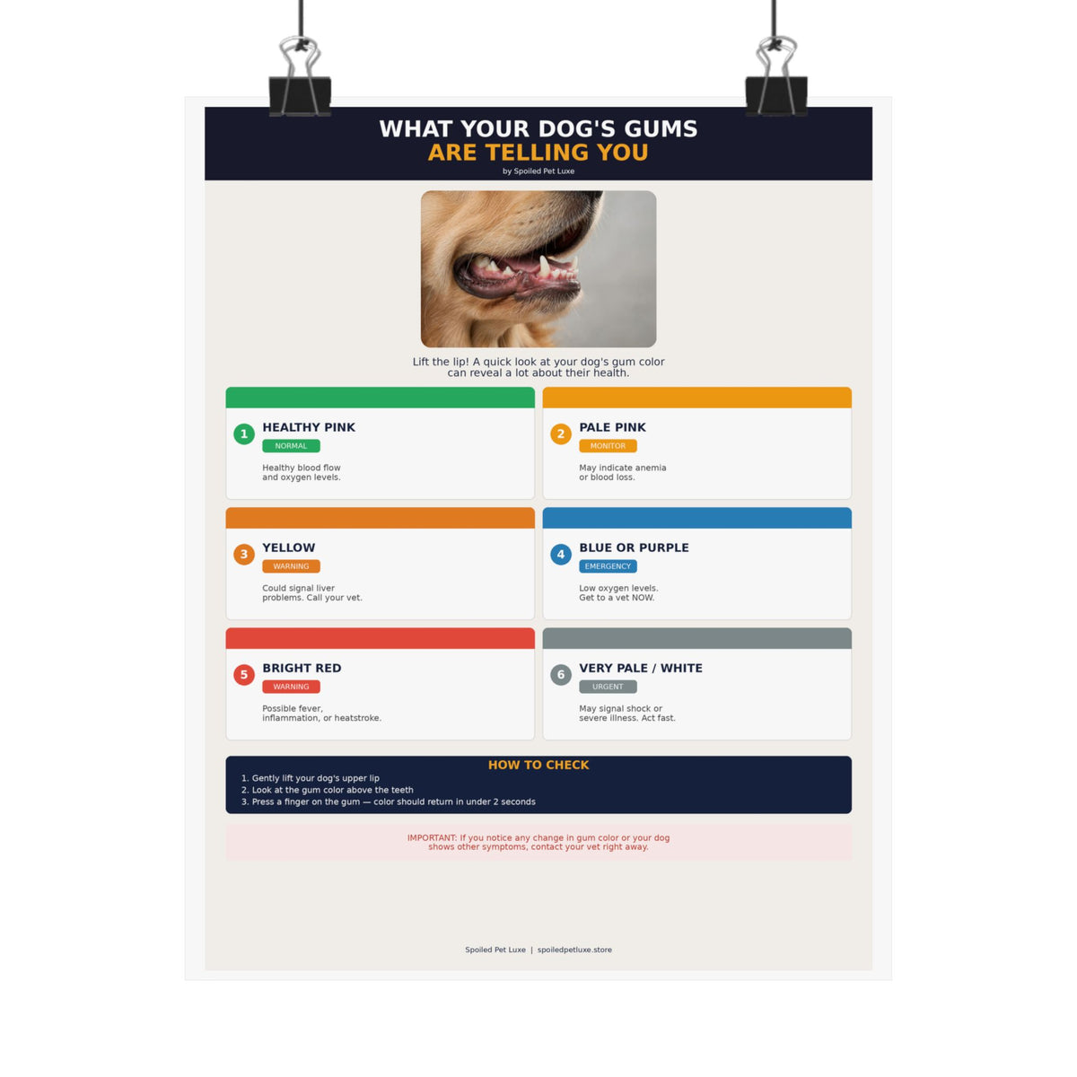 Dog Gum Health Guide Poster