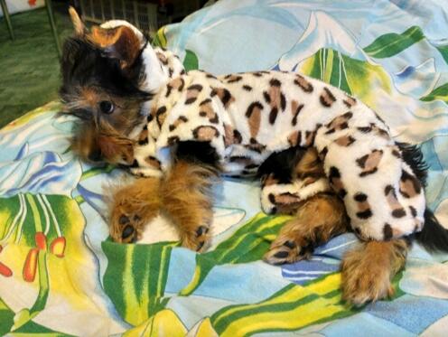 Soft Cozy Coat for Small Dogs, Chihuahua & Yorkie Sizes
