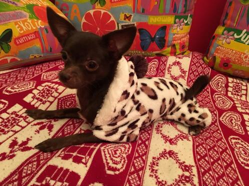 Soft Cozy Coat for Small Dogs, Chihuahua & Yorkie Sizes