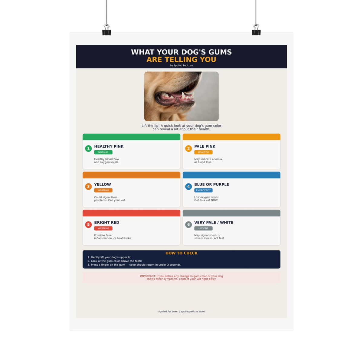 Dog Gum Health Guide Poster