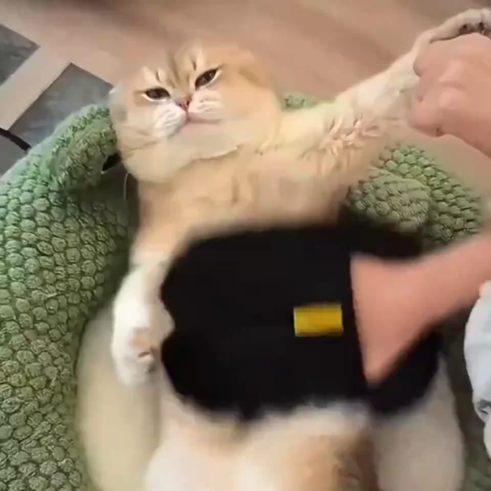 Grooming a cat with the black deshedding glove
