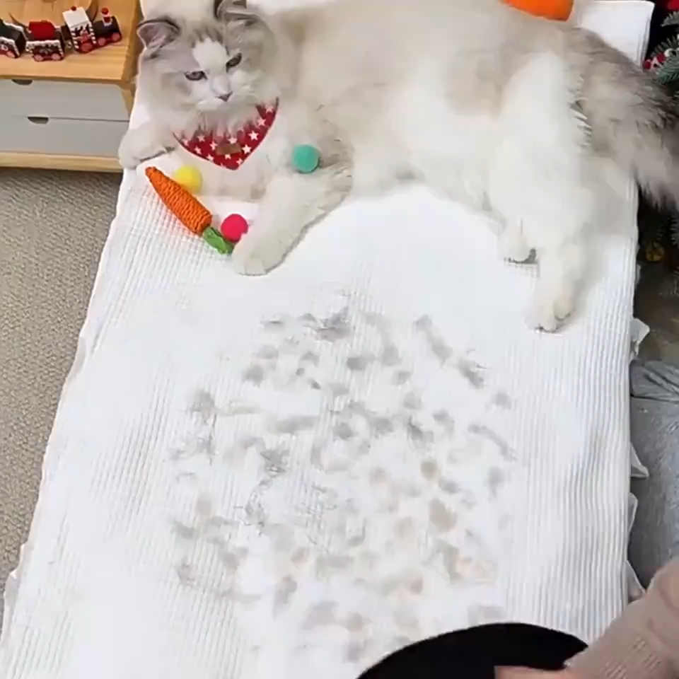 Removing pet hair from a blanket